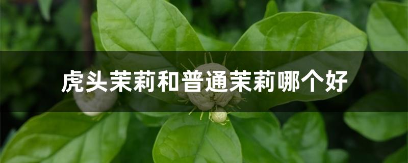 虎头茉莉和普通茉莉哪个好