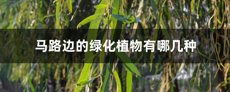 马路边的绿化植物有哪几种 马路边的绿化植物有哪几种