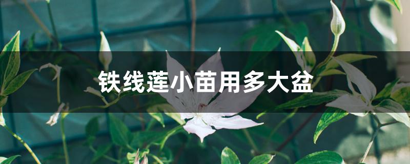 铁线莲小苗用多大盆