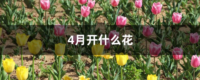 4月开什么花