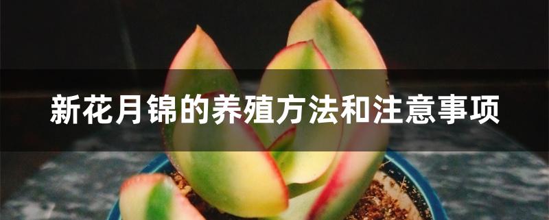 新花月锦的养殖方法和注意事项