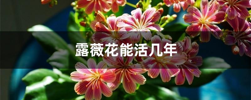 露薇花能活几年