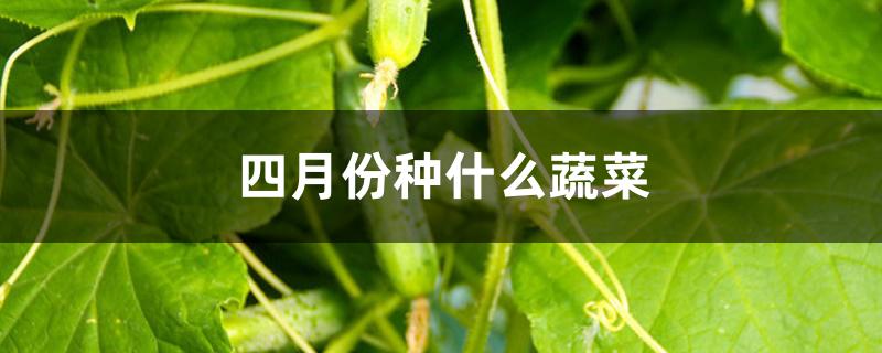 四月份种什么蔬菜