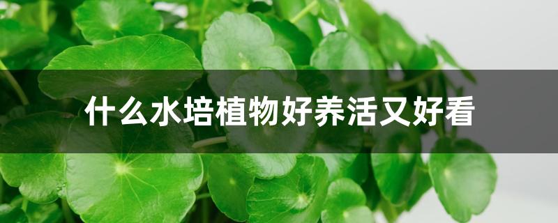 什么水培植物好养活又好看