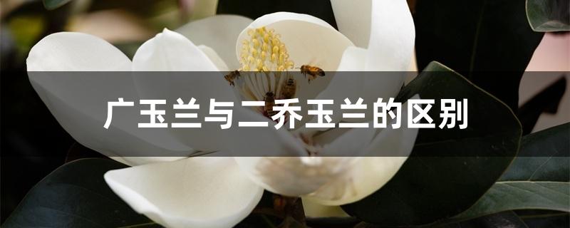 广玉兰与二乔玉兰的区别