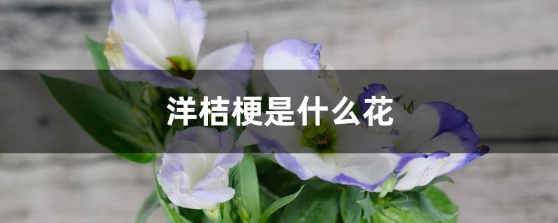 洋桔梗是什么花