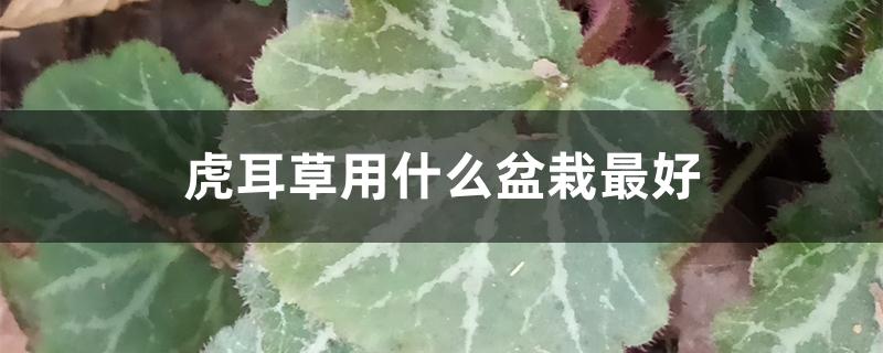 虎耳草用什么盆栽最好