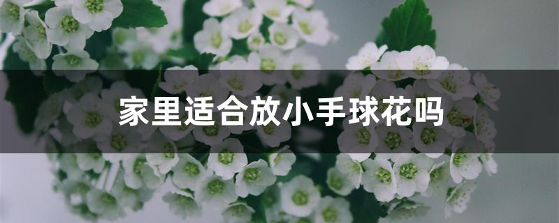 家里适合放小手球花吗