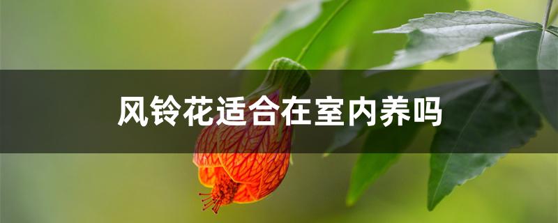 风铃花适合在室内养吗