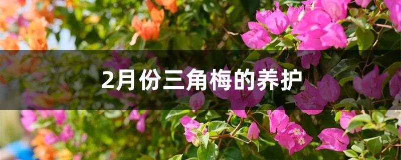 2月份三角梅的养护