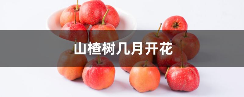 山楂树几月开花 山楂树几月开花