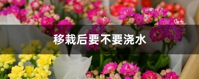 移栽后要不要浇水