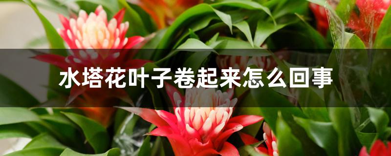 水塔花叶子卷起来怎么回事 水塔花叶子卷起来怎么回事