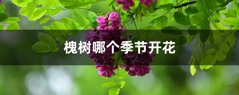 槐树哪个季节开花