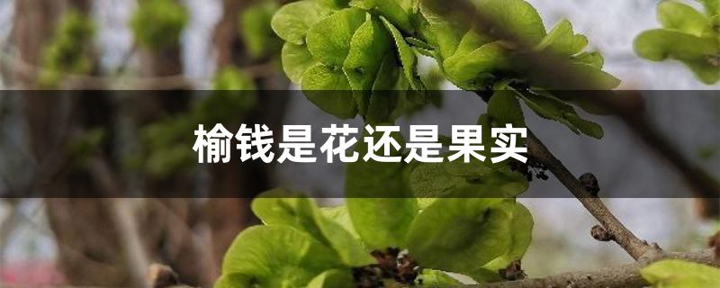 榆钱是花还是果实