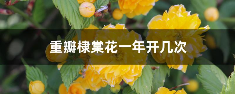 重瓣棣棠花一年开几次 重瓣棣棠花一年开几次