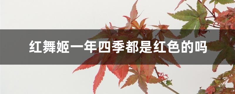 红舞姬一年四季都是红色的吗