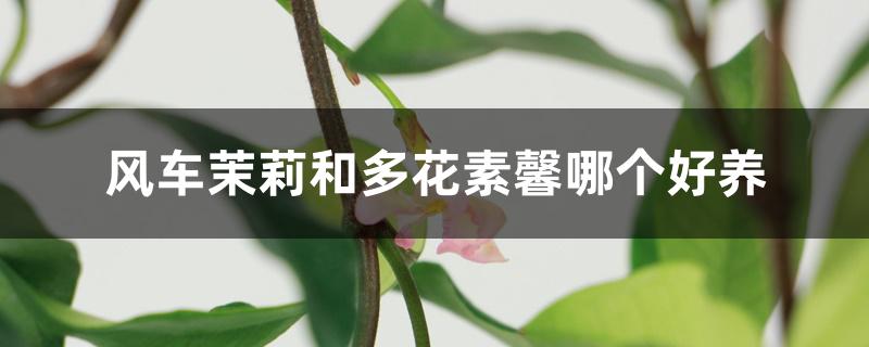 风车茉莉和多花素馨哪个好养