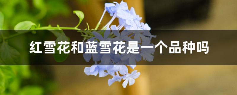 红雪花和蓝雪花是一个品种吗