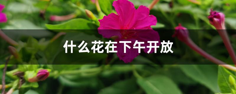 什么花在下午开放