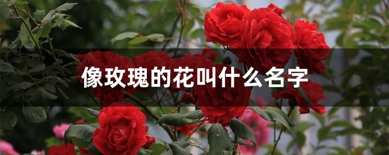 像玫瑰的花叫什么名字