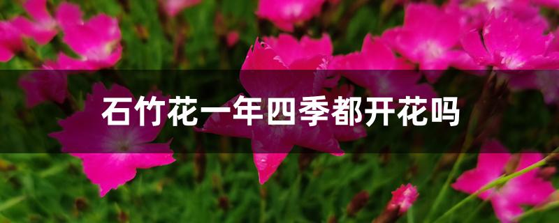 石竹花一年四季都开花吗