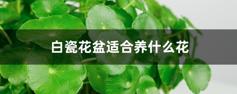 白瓷花盆适合养什么花