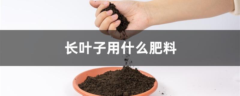 长叶子用什么肥料