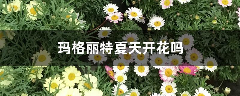 玛格丽特夏天开花吗