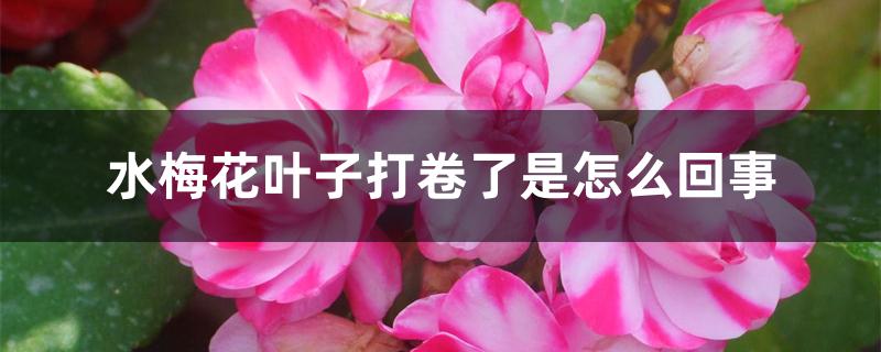 水梅花叶子打卷了是怎么回事