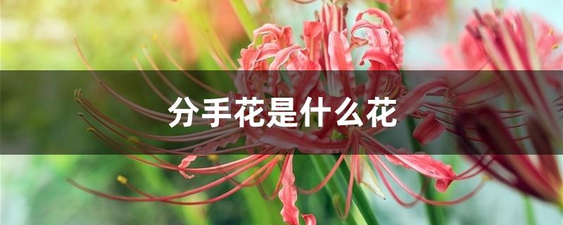 分手花是什么花 分手花是什么花