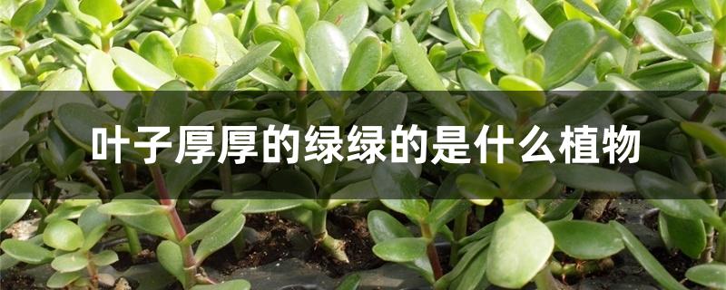 叶子厚厚的绿绿的是什么植物