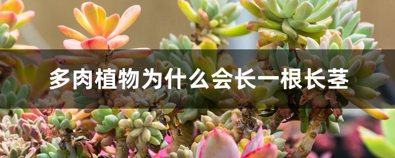 多肉植物为什么会长一根长茎 多肉植物为什么会长一根长茎