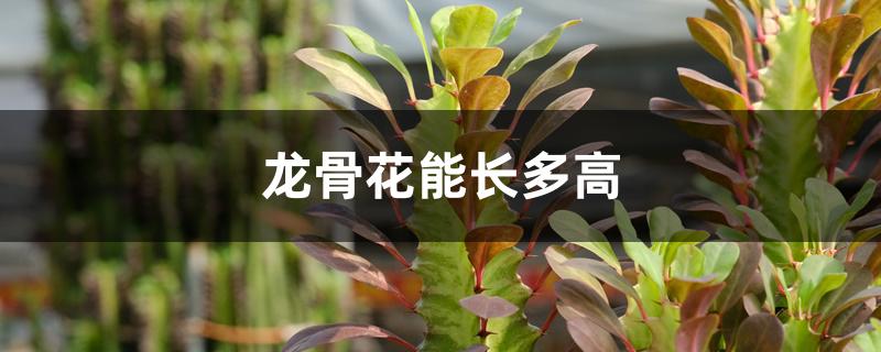 龙骨花能长多高