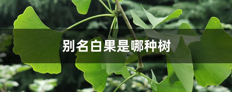 别名白果是哪种树