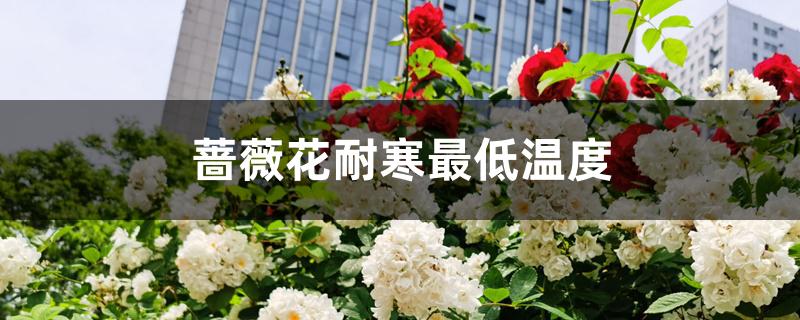 蔷薇花耐寒最低温度 蔷薇花耐寒最低温度