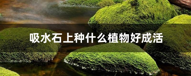 吸水石上种什么植物好成活