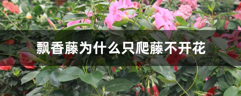 飘香藤为什么只爬藤不开花