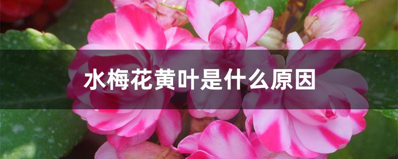 水梅花黄叶是什么原因