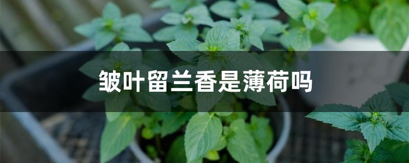 皱叶留兰香是薄荷吗