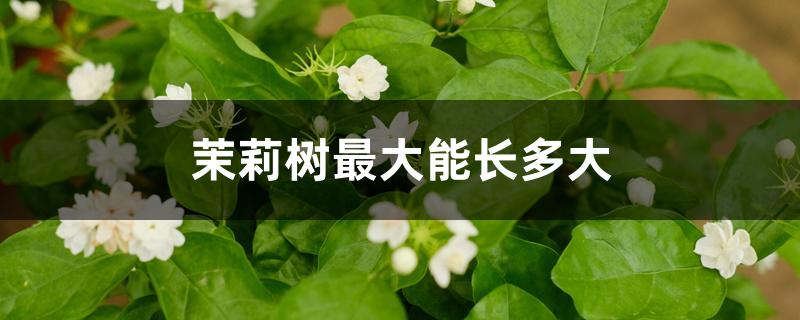 茉莉树最大能长多大