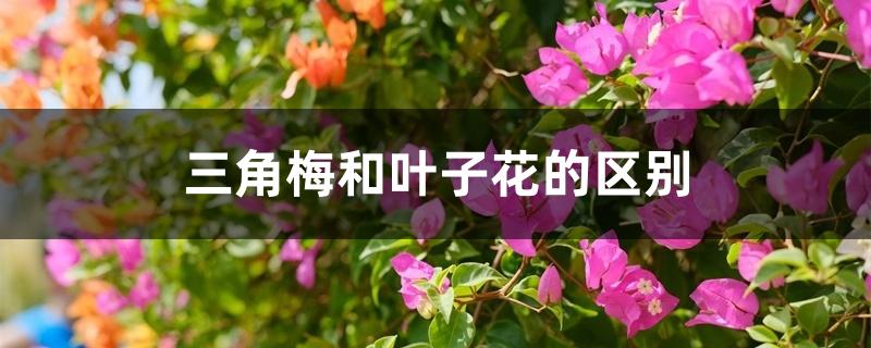 三角梅和叶子花的区别