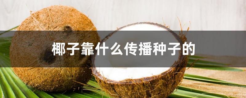 椰子靠什么传播种子的