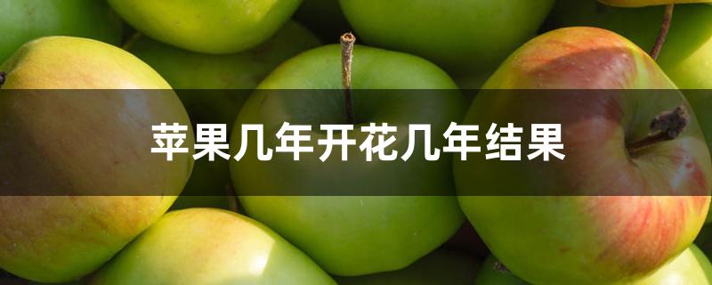 苹果几年开花几年结果
