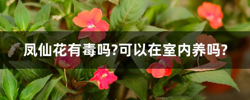 凤仙花有毒吗?可以在室内养吗?