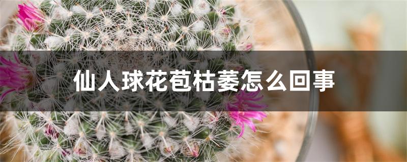 仙人球花苞枯萎怎么回事