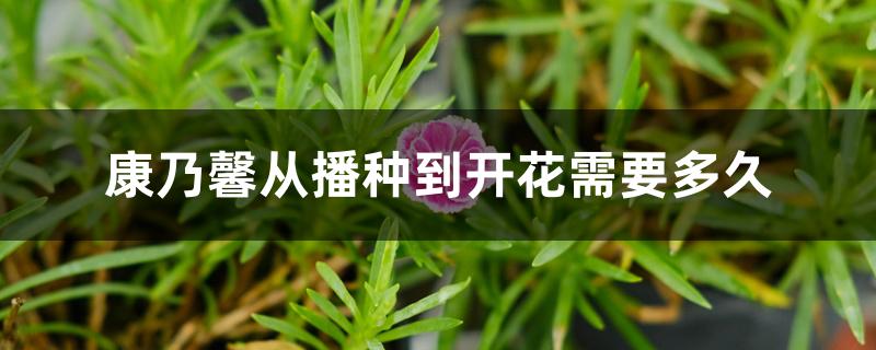 康乃馨从播种到开花需要多久