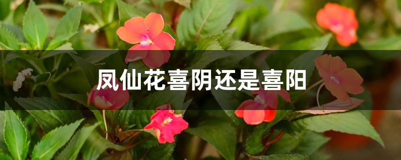 凤仙花喜阴还是喜阳