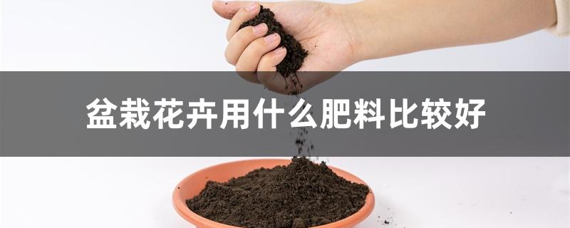 盆栽花卉用什么肥料比较好