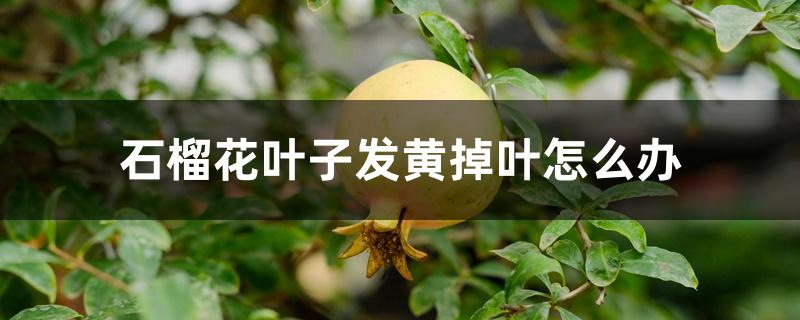 石榴花叶子发黄掉叶怎么办